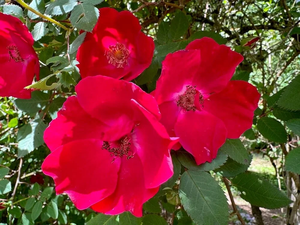 GMHN308○Eddi Rose / エディローズ イタリア製 TVボー Rosa 'Eddie's Jewel' (Eddie's Jewel Rose) — Northwest Blooms